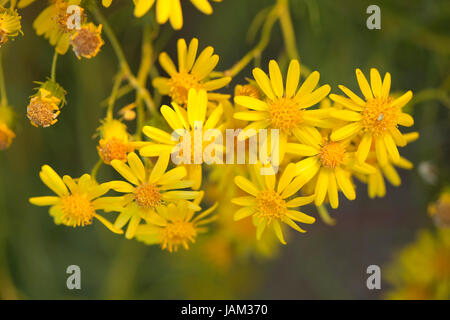 Brittlebush Flowers (Encelia farinosa) - Mojave Desert, Kalifornien USA Stockfoto
