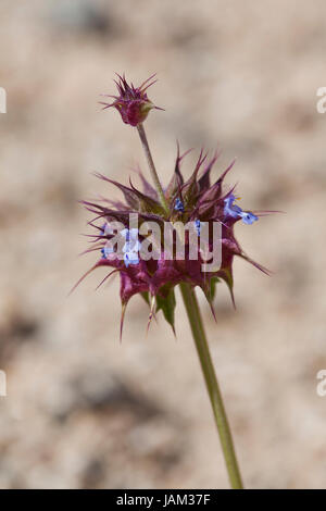 Chia-Pflanze (Salvia columbariae) wächst in ihrem natürlichen Lebensraum - Mojave-Wüste, Kalifornien, USA Stockfoto