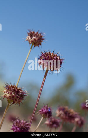 Chia-Pflanze (Salvia columbariae) wächst in ihrem natürlichen Lebensraum - Mojave-Wüste, Kalifornien, USA Stockfoto