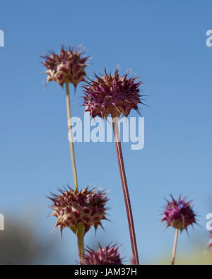 Chia-Pflanze (Salvia columbariae) wächst in ihrem natürlichen Lebensraum - Mojave-Wüste, Kalifornien, USA Stockfoto