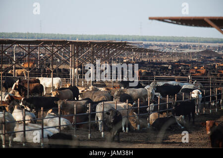 Groß angelegte Rinderfarm - Kalifornien USA Stockfoto