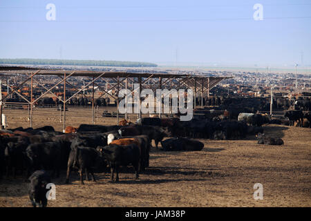 Groß angelegte Rinderfarm - Kalifornien USA Stockfoto