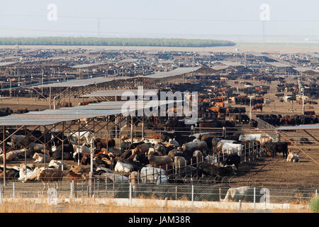 Groß angelegte Rinderfarm - Kalifornien USA Stockfoto