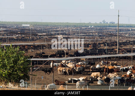 Groß angelegte Rinderfarm - Kalifornien USA Stockfoto