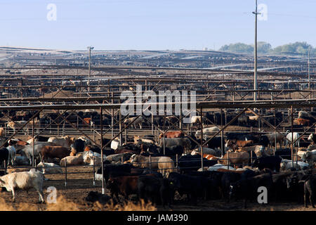 Groß angelegte Rinderfarm - Kalifornien USA Stockfoto