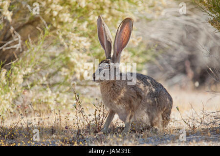 Schwarz-angebundene Jackrabbit (Lepus Californicus) - Mojave-Wüste, Kalifornien USA Stockfoto