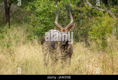 Nahaufnahme von wachsamen männlichen Nyala, Tragelaphus angasii, Greater Kruger National Park, Südafrika Stockfoto