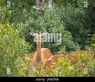 Alarmieren Sie die weibliche Impala, Aepyceros melampus, im Gebüsch, im Großen Kruger-Nationalpark, Südafrika Stockfoto