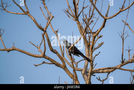 Eine asiatische männlichen Koel thront auf einem Baum Stockfoto