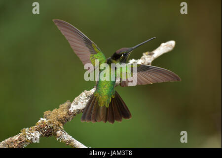 Herrliche Kolibri (Eugenes Fulgens) weibliche thront auf Zweig mit Flügeln, Costa Rica, März Stockfoto