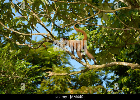 Zentralamerikanischen Klammeraffe (Saimiri Oerstedii), Costa Rica, März Stockfoto