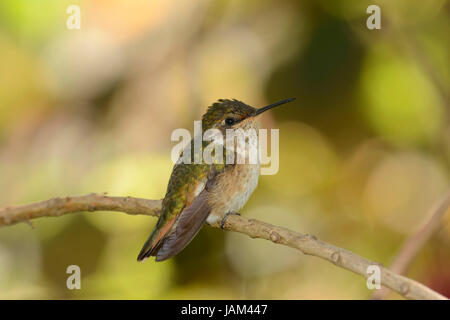 Vulkan-Kolibri (Selasphorus Flammula) weibliche thront auf Zweig, Costa Rica, März Stockfoto