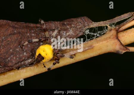 Marmorierte Orb Weaver Spider (Araneus Marmoreus var Pyramidatus) Erwachsene ruhen Web am Laubstreu, Monmouth, Wales, November Stockfoto