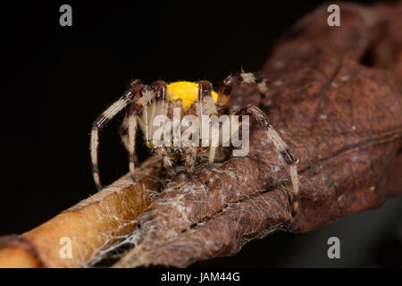 Marmorierte Orb Weaver Spider (Araneus Marmoreus var Pyramidatus) Erwachsene ruhen Web am Laubstreu, Monmouth, Wales, November. Stockfoto