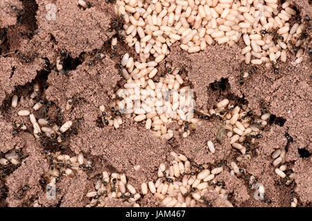 Schwarzer Garten Ameisen (Lasius Niger) ausgesetzt Nest zeigen Arbeiter und Kokons, Monmouth, Wales, September Stockfoto