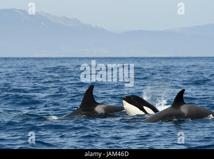 Schwertwal (Orcinus Orca) Gruppe von drei schwimmen zusammen in der Meerenge von Gibraltar, August Stockfoto