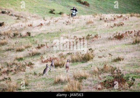 Landwirt auf Motorrad läuft das Känguru aus seinem Feld in Australien Stockfoto