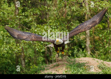 American Eagle abnehmen Stockfoto