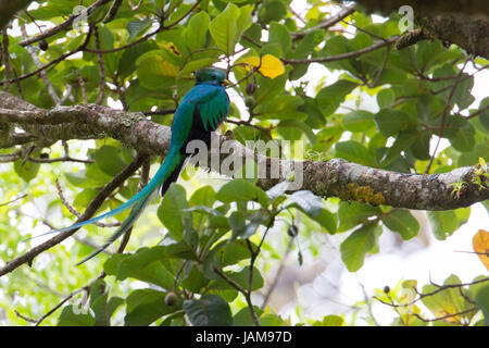 Resplendent quetzel in eine Avocado Baum in Monteverde costa rica Regenwald Stockfoto