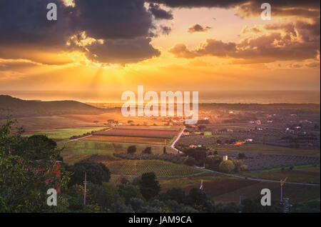 Bolgheri und Castagneto Weinberg aerial Panorama am Sonnenuntergang. Maremma Toskana, Italien, Europa. Stockfoto