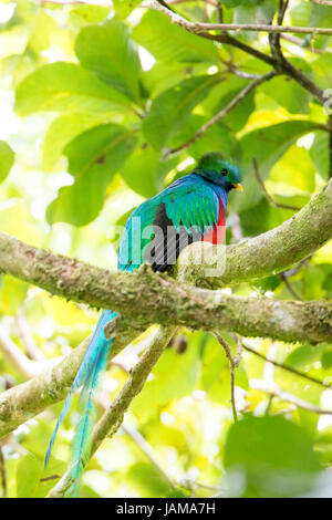 Resplendent quetzel in eine Avocado Baum in Monteverde costa rica Regenwald Stockfoto