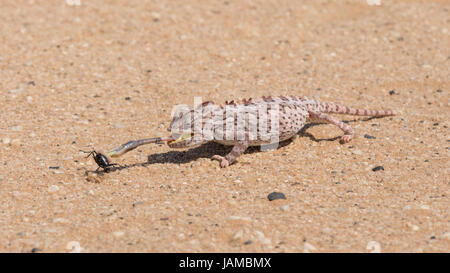 Wüste angepasst Namaqua Chamäleon (Chamaeleo Namaquensis) im Dorob National Park in der Nähe von Swakopmund, Namibia, fangen ein Tok Tokkie Käfer