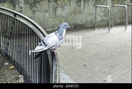 Taube im Park Geländer ruht, Tier und Natur Stockfoto