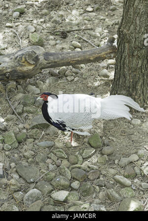 Weiße Fasan in natürlichen Park Zoo, Tiere Stockfoto