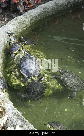 Schildkröten im Teichwasser auf das Ufer, Tier und Natur Stockfoto