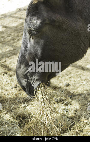 Pferd Essen Heu in der Scheune, Tier und Natur Stockfoto