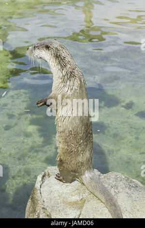 Fischotter stehen auf Felsen im Zoo Lake, Tiere und Natur Stockfoto