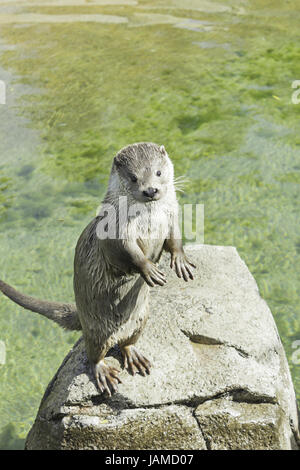 Fischotter stehen auf Felsen im Zoo Lake, Tiere und Natur Stockfoto