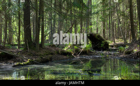 Frühling-Erle Moor Stand mit stehendem Wasser Stockfoto