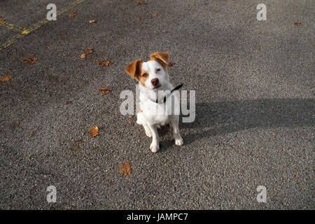 Netter Hund mit Schlappohren, die geduldig darauf warten ein Genuss nach einem Stick abrufen. Stockfoto