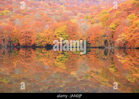 Herbstfärbung von Teich, Tsutanuma, Aomori, Japan Stockfoto