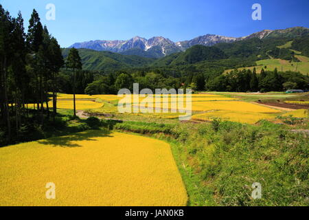 Japanischen Alpen und Reis Bereich Hakuba Dorf, Nagano, Japan Stockfoto