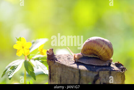 braune lange große Schnecke Runde Schale mit Streifen und mit langen Hörnern kriechen auf den Rand des steinernen closeup Stockfoto