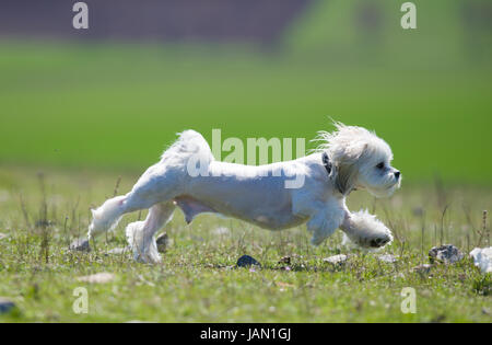 niedliche kleine Bichon laufen im Park, geringe Schärfentiefe Ankündigung Stockfoto