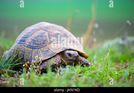 Schildkröte in der Wiese Stockfoto