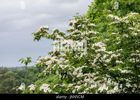 Cornus Venus "Kn30-8" mit cremigen weißen Blumenblatt-wie Hochblätter blühen im späten Frühling, Frühsommer, RHS Gärten Wisley, Süd-Ost-England, UK Stockfoto