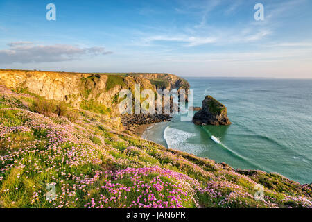 Meer-Rosen in voller Blüte auf den Klippen oberhalb Bedruthan Steps in der Nähe von Newquay an der Küste von Cornwall Stockfoto