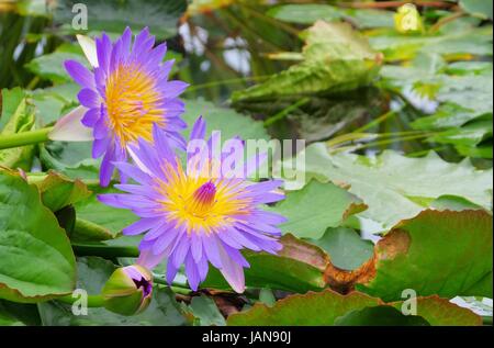 Seerose - Seerose 41 Stockfoto