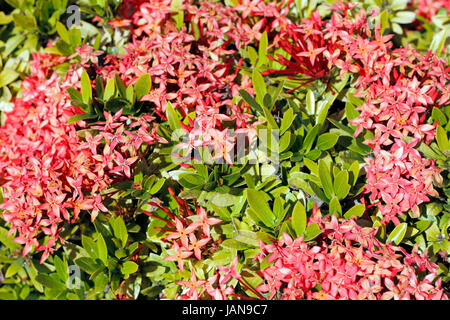 Gewachsen in vielen Gärten und Landschaften im Süden Floridas Dschungel Geranie oder Flamme des Waldes ist ein schöner Strauch. Stockfoto