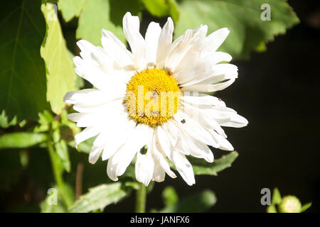 Weit eine Sonnenblume schließen lässt Schuss mit grünen Hintergrund Stockfoto