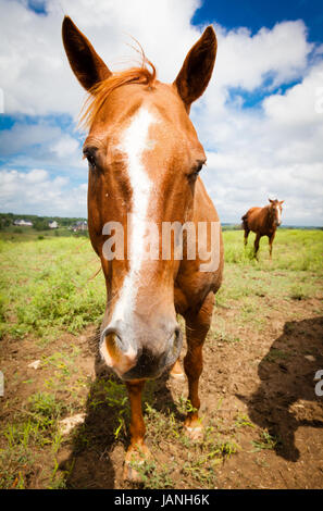 Nahaufnahme Bild eines Pferdes auf einer Farm in Kentucky Stockfoto