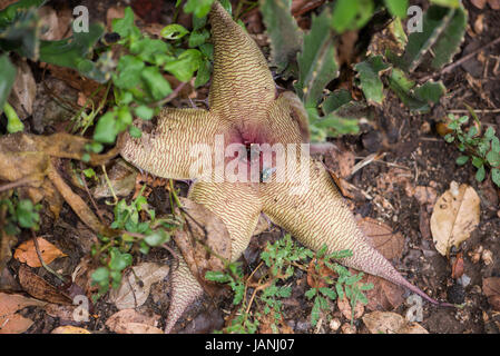 Eine Fliege, die nach dem Regen, der Gestank einer Seestern-Blume angezogen Stockfoto