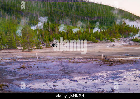 Bär zu Fuß über Norris Geyser Basin nach Sonnenuntergang - Yellowstone-Nationalpark Stockfoto