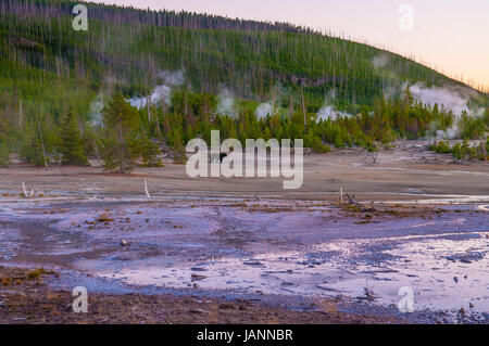 Bär zu Fuß über Norris Geyser Basin nach Sonnenuntergang - Yellowstone-Nationalpark Stockfoto