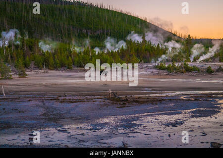 Bär zu Fuß über Norris Geyser Basin nach Sonnenuntergang - Yellowstone-Nationalpark Stockfoto