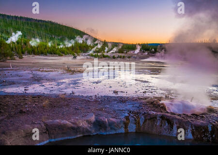 Bär zu Fuß über Norris Geyser Basin nach Sonnenuntergang - Yellowstone-Nationalpark Stockfoto